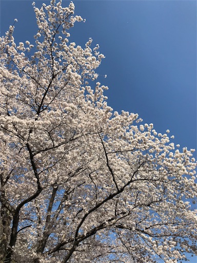 f:id:chakomaru15ichie:20200405161433j:plain f:id:chakomaru15ichie:20200405161433j:plain