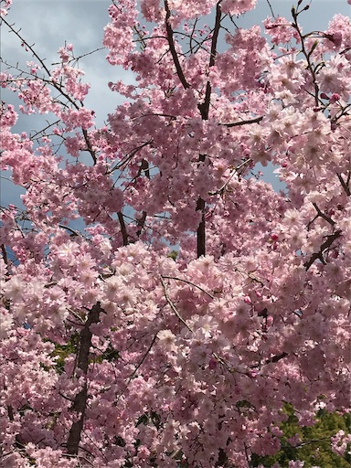 f:id:chakomaru15ichie:20200405161439j:plain f:id:chakomaru15ichie:20200405161439j:plain