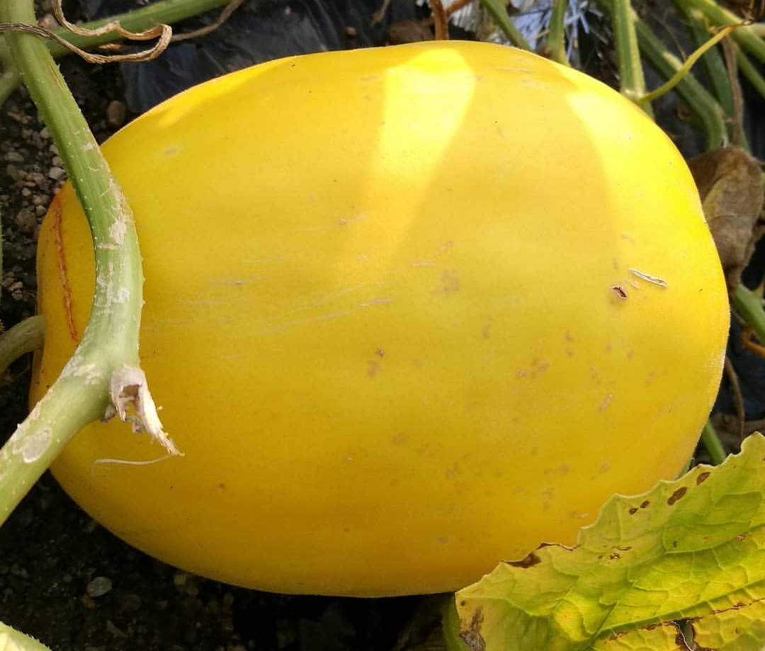 f:id:chakuchumi0701:20191226224335p:plain