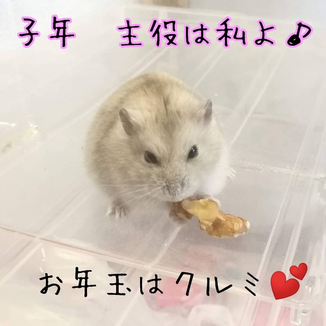 f:id:chakuchumi0701:20200101113203j:image