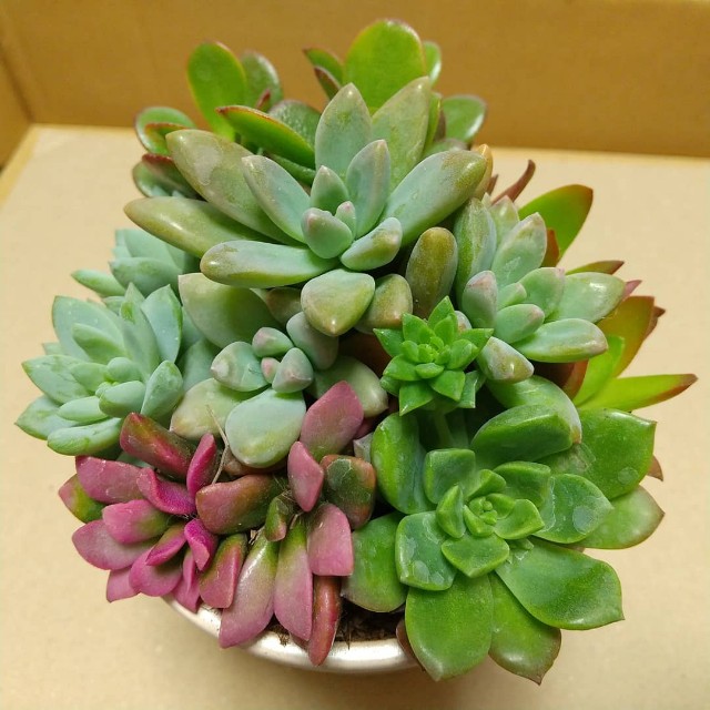 f:id:chakuchumi0701:20200103221620j:image