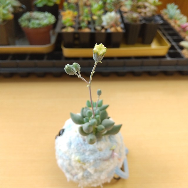 f:id:chakuchumi0701:20200113223504j:image f:id:chakuchumi0701:20200113223504j:image