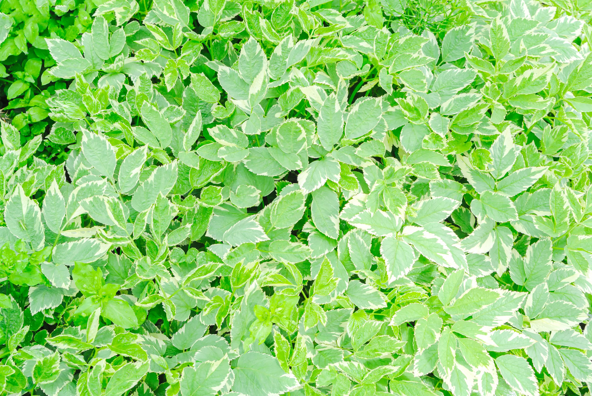 f:id:chakuma2017:20190627103334j:plain f:id:chakuma2017:20190627103334j:plain