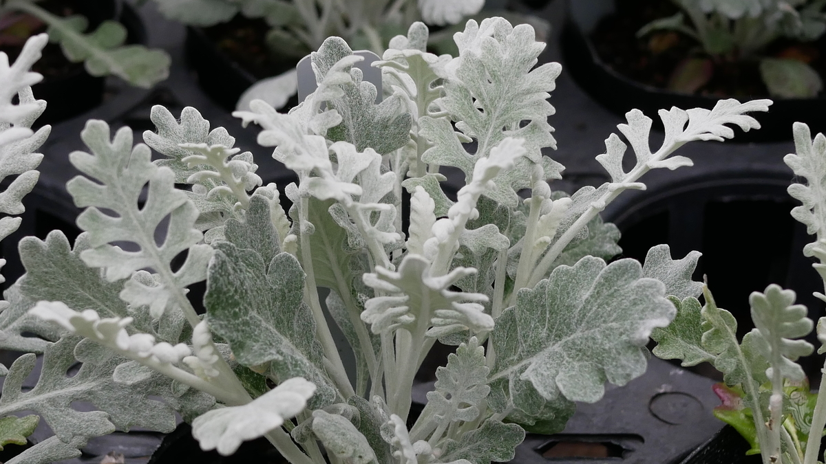 f:id:challe_sun:20210421120921j:plain