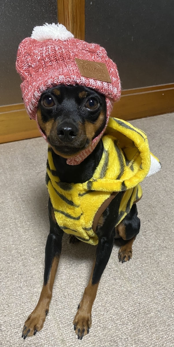 f:id:chamachamaro:20211022110409j:plain