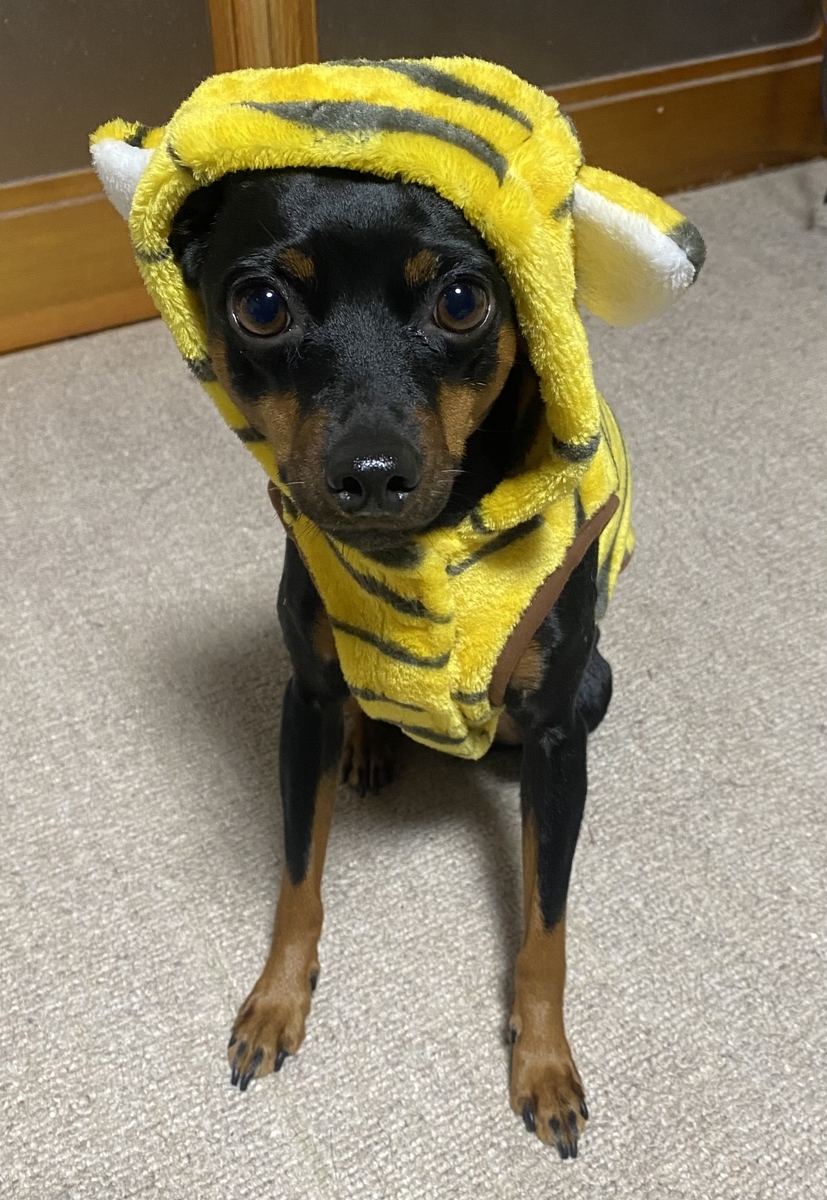 f:id:chamachamaro:20211022110439j:plain