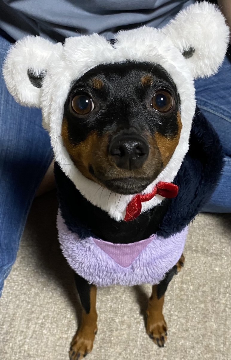 f:id:chamachamaro:20220111174542j:plain