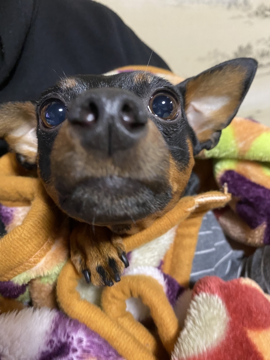 f:id:chamachamaro:20220111174620j:plain