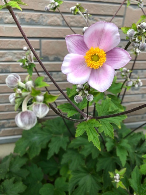 f:id:chamakko:20200803065115j:plain