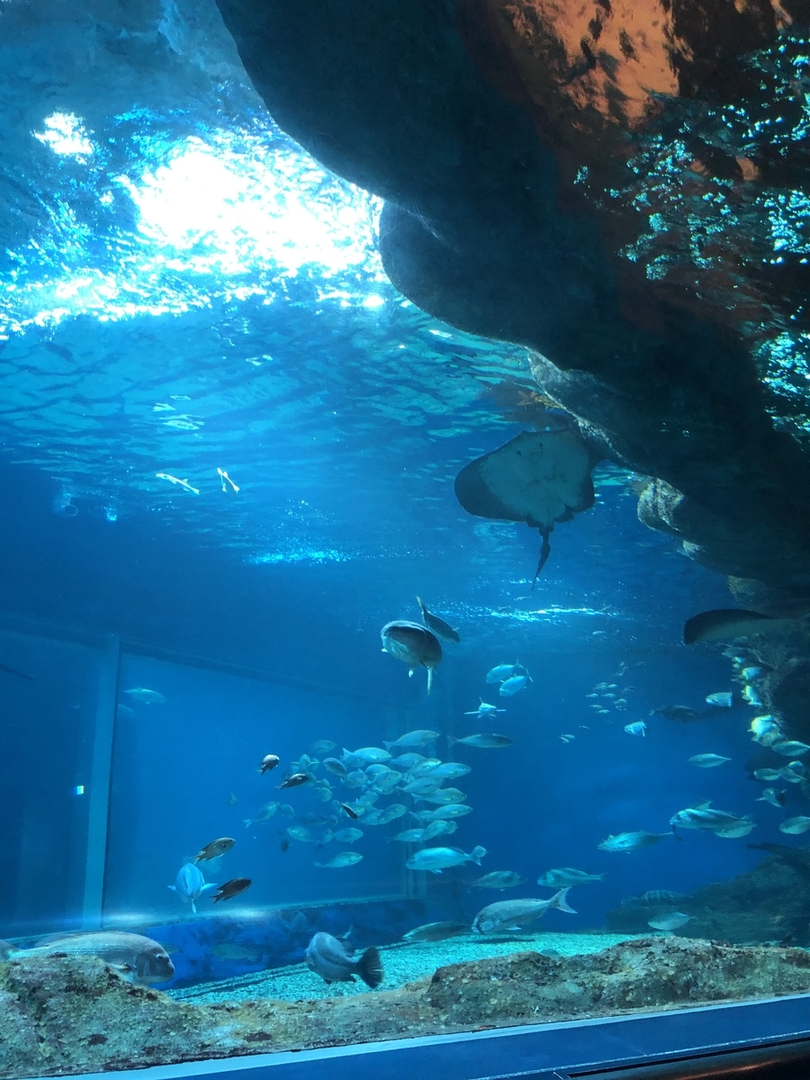 ギャン泣き赤ちゃんの親必見 生後4ヶ月初めての水族館で泣かずに鑑賞できました ちゃまめママの子育てブログ ギャン泣き赤ちゃんの親必見 生後4ヶ月初めての水族館で泣かずに鑑賞できました ちゃまめママの子育てブログ