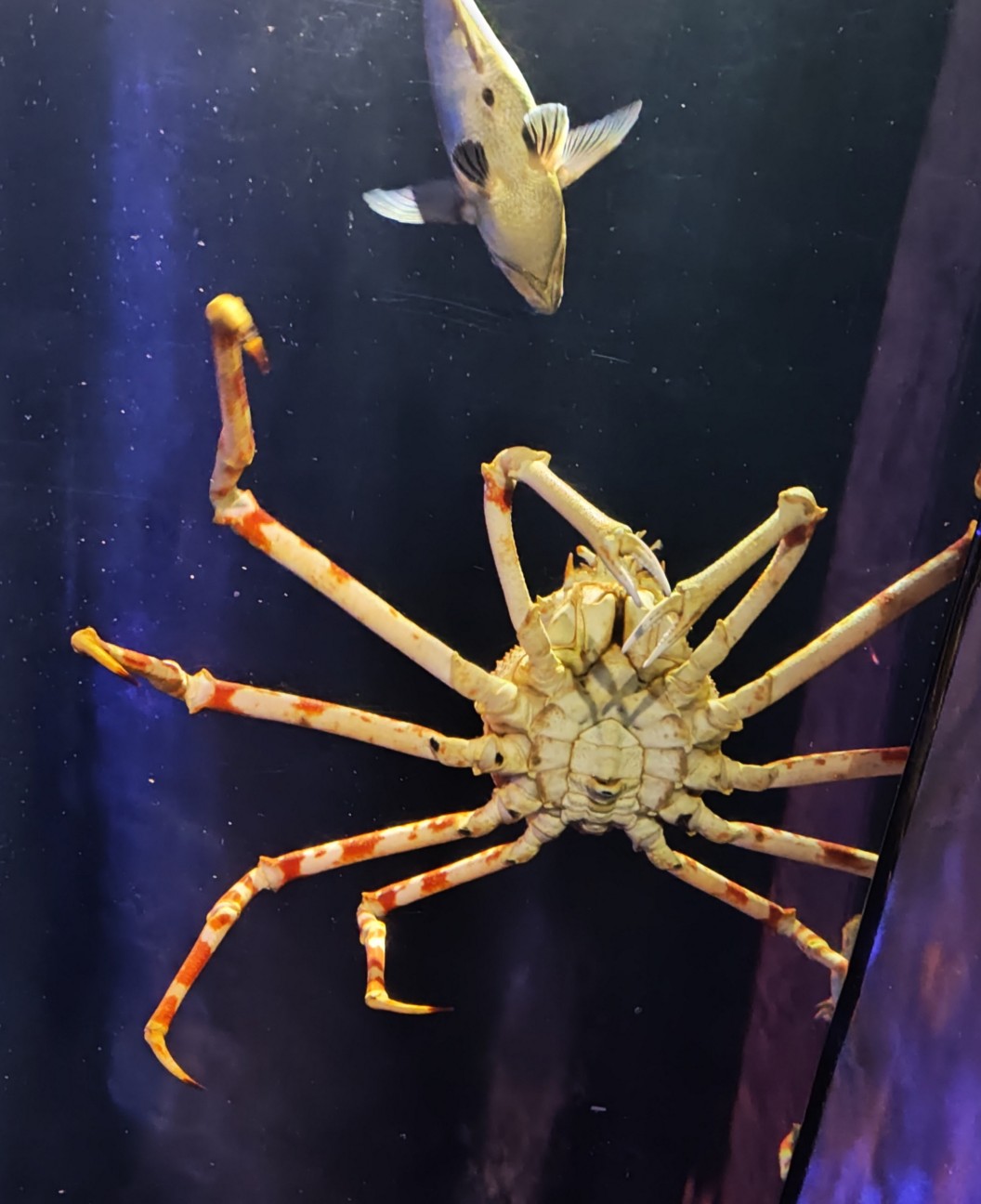 蒲郡🦀愛知遠征の寄り道ガイド|手書き解説パネルと深海生物タッチが