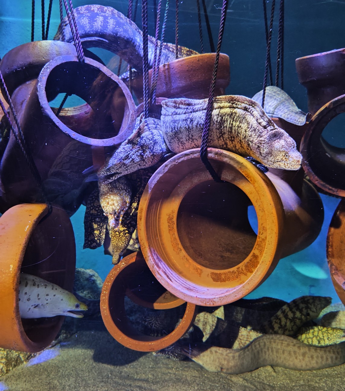 蒲郡🦀愛知遠征の寄り道ガイド|手書き解説パネルと深海生物タッチが