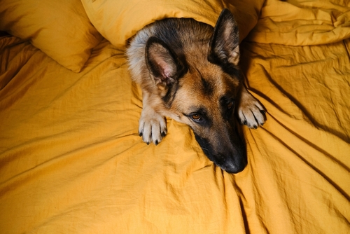 24時間有人体制ペットホテルはなんといっても夜間の安心感が凄い