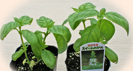 f:id:chameleon-freeter:20160817001342j:plain f:id:chameleon-freeter:20160817001342j:plain