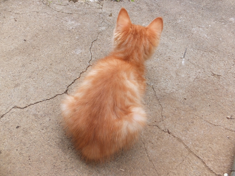 f:id:chamikin-s251:20150905152214j:image