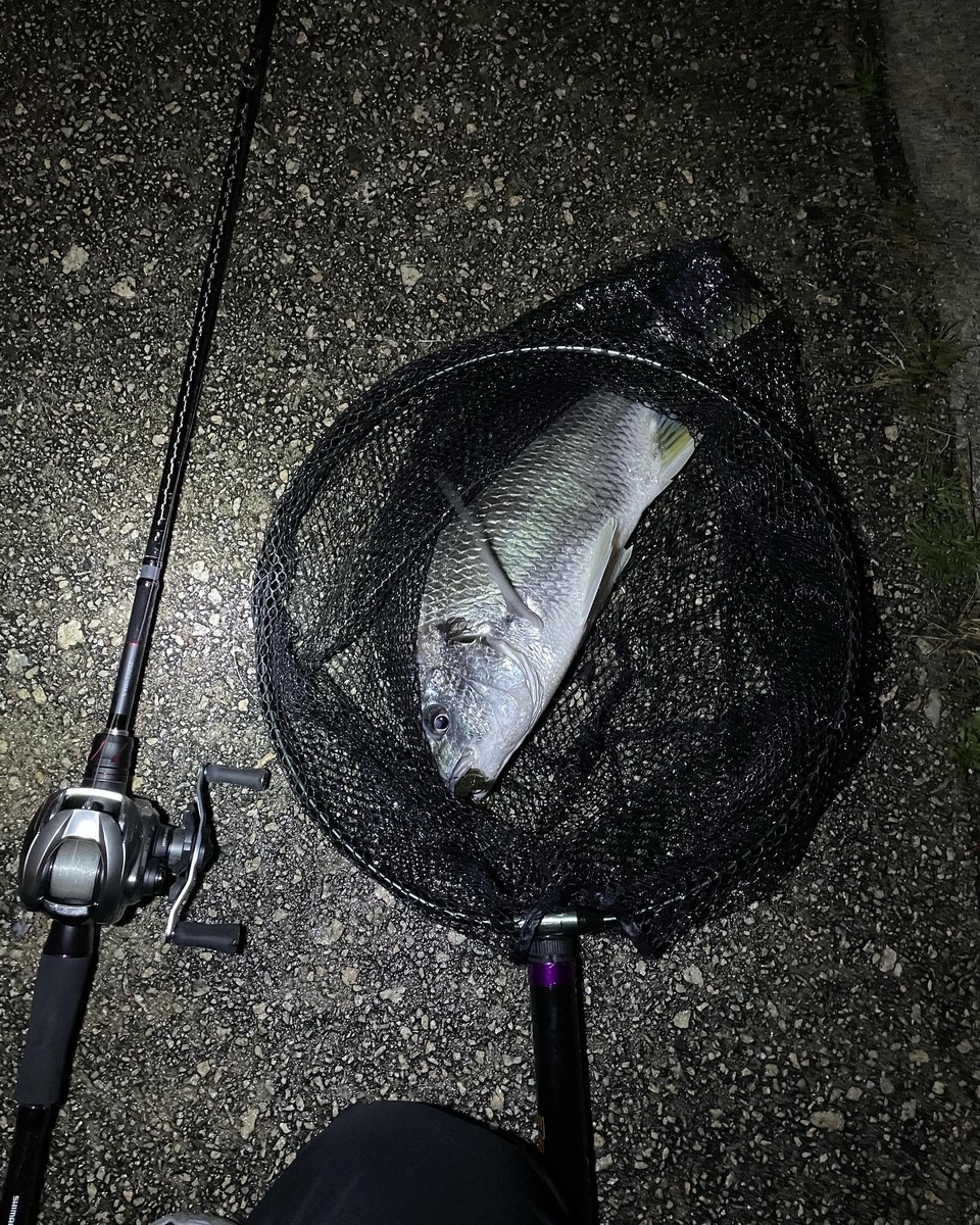 f:id:chamo-fishing:20220205020753j:plain