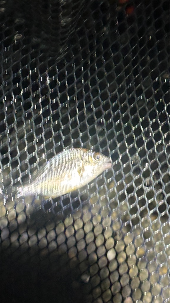 f:id:chamo-fishing:20240710214029j:image