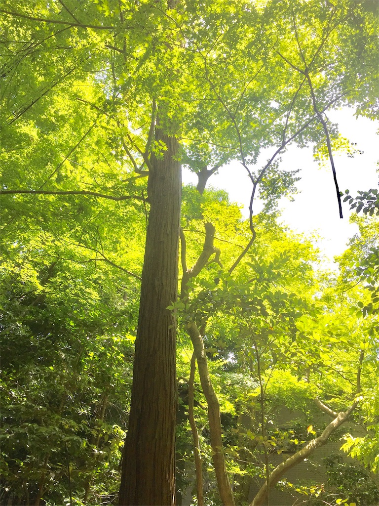 f:id:chamochans:20180923025756j:image