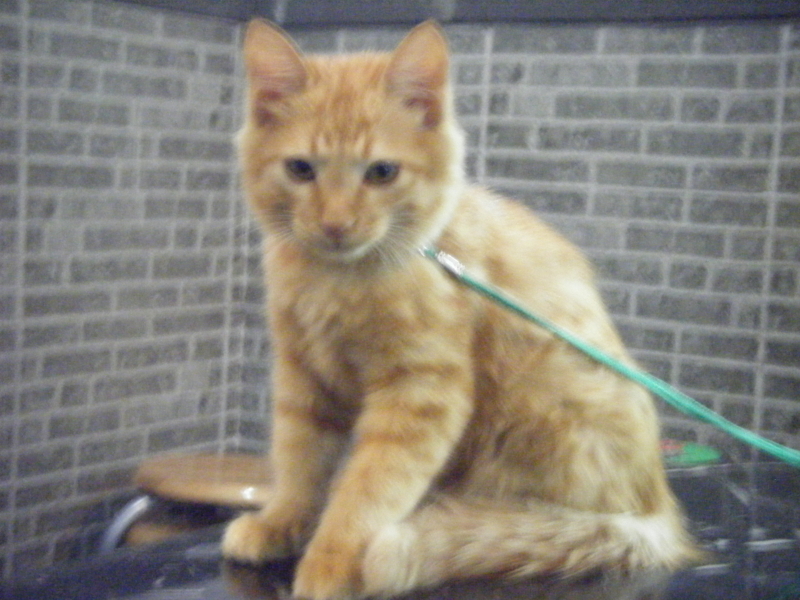 f:id:chamy-bonny:20121106130653j:image