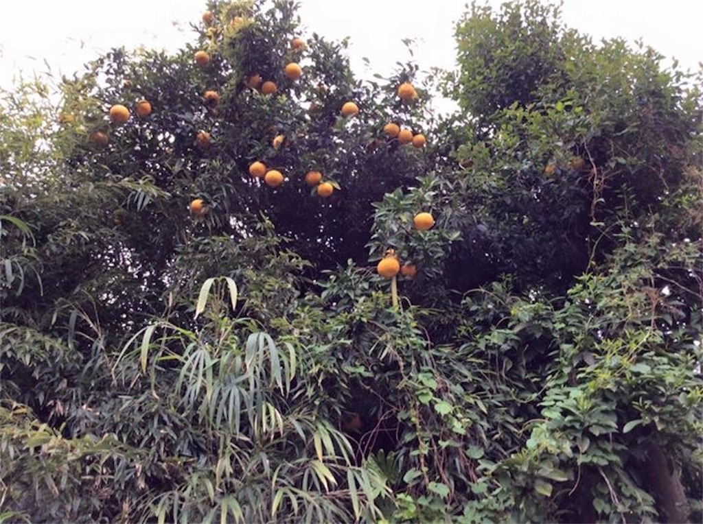 f:id:chamy-bonny:20190429134757j:image f:id:chamy-bonny:20190429134757j:image