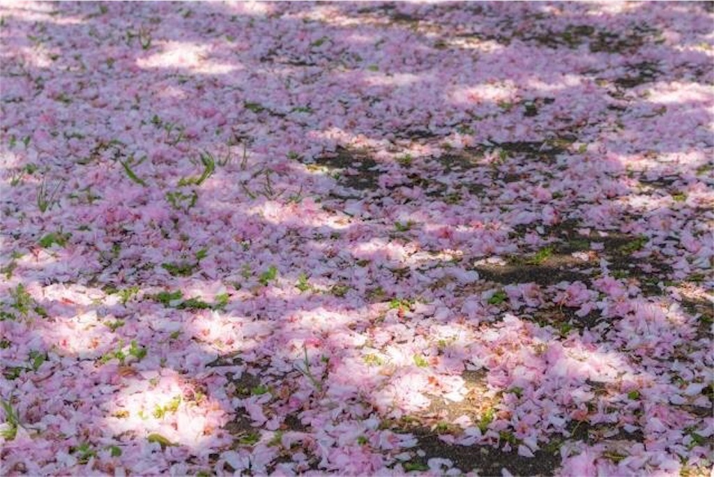 f:id:chamy-bonny:20190430004515j:image f:id:chamy-bonny:20190430004515j:image
