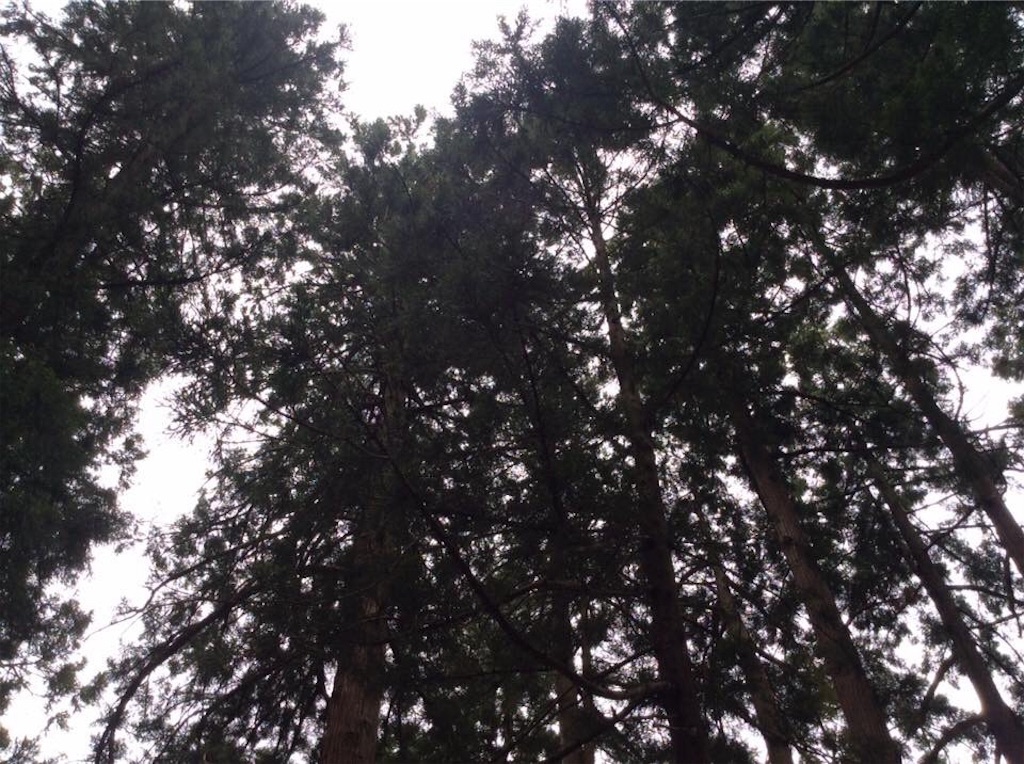 f:id:chamy-bonny:20190612223606j:image f:id:chamy-bonny:20190612223606j:image