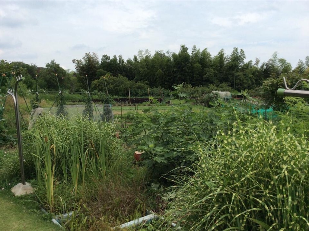 f:id:chamy-bonny:20190702222029j:image f:id:chamy-bonny:20190702222029j:image