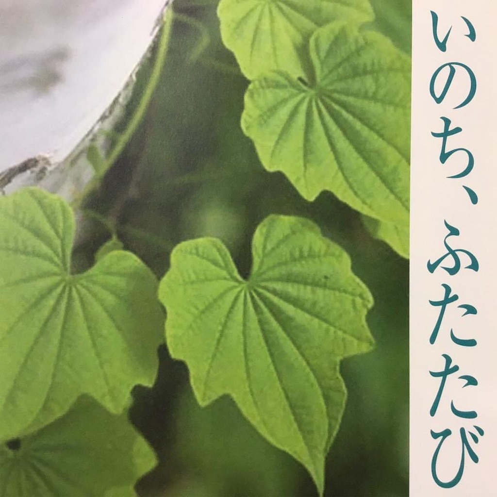 f:id:chamy-bonny:20210313224728j:image f:id:chamy-bonny:20210313224728j:image