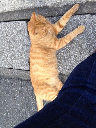f:id:chan0123:20140907063509j:image:w250