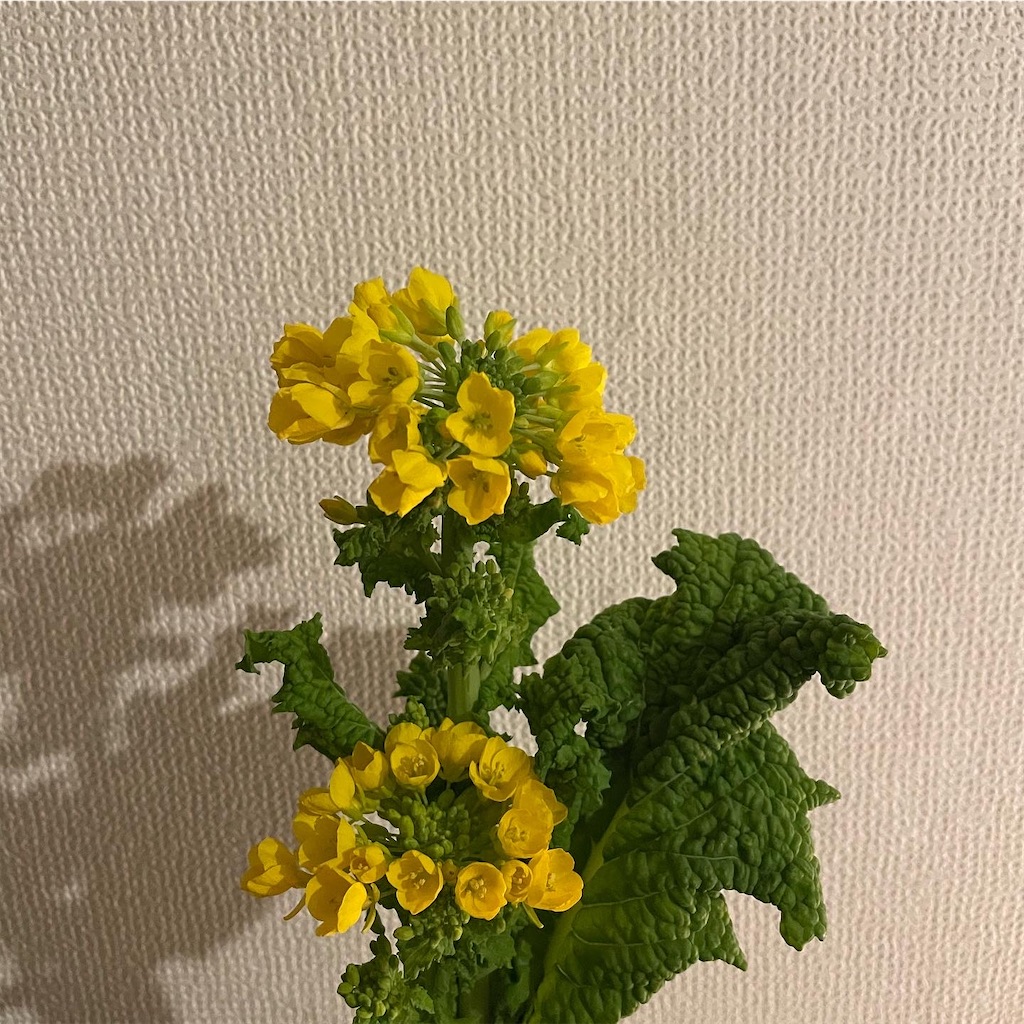 f:id:chanbochan:20220304055217j:image
