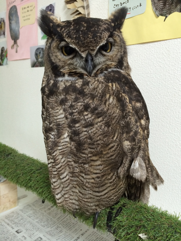 f:id:chancechance:20140923191959j:plain