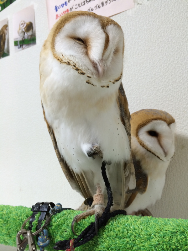 f:id:chancechance:20140923192036j:plain