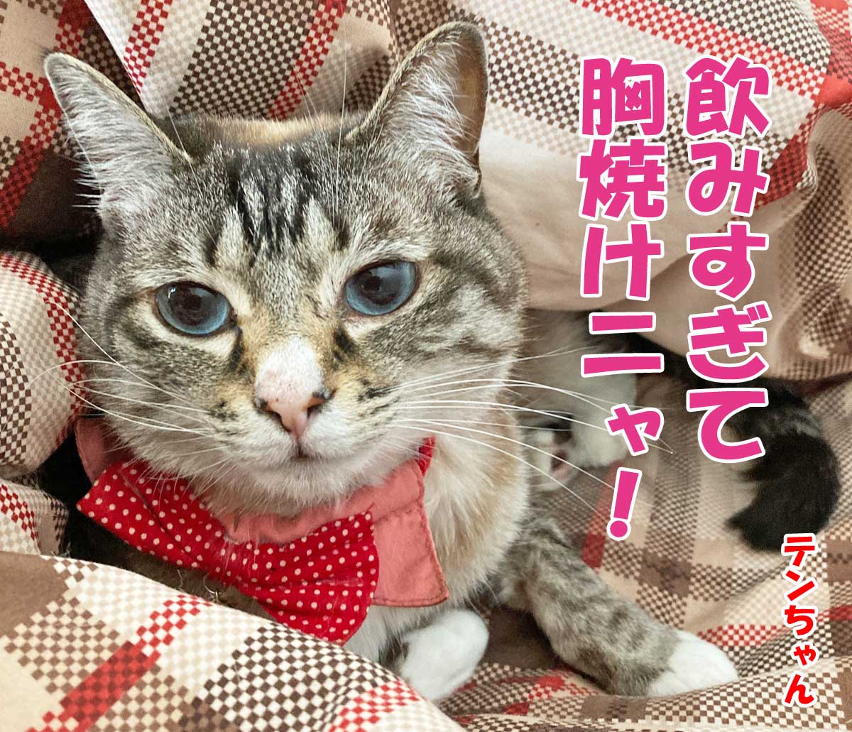 シャムミックスのテンちゃん