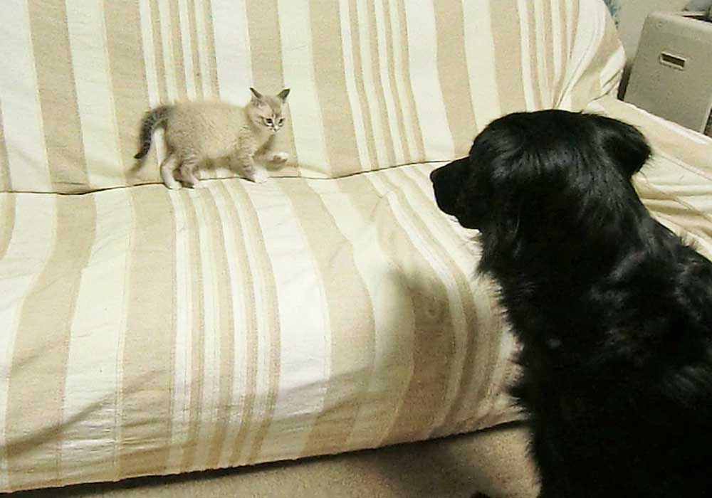 フラットコーテッドレトリーバーのココ姉ちゃん・シャムミックスのテンちゃん