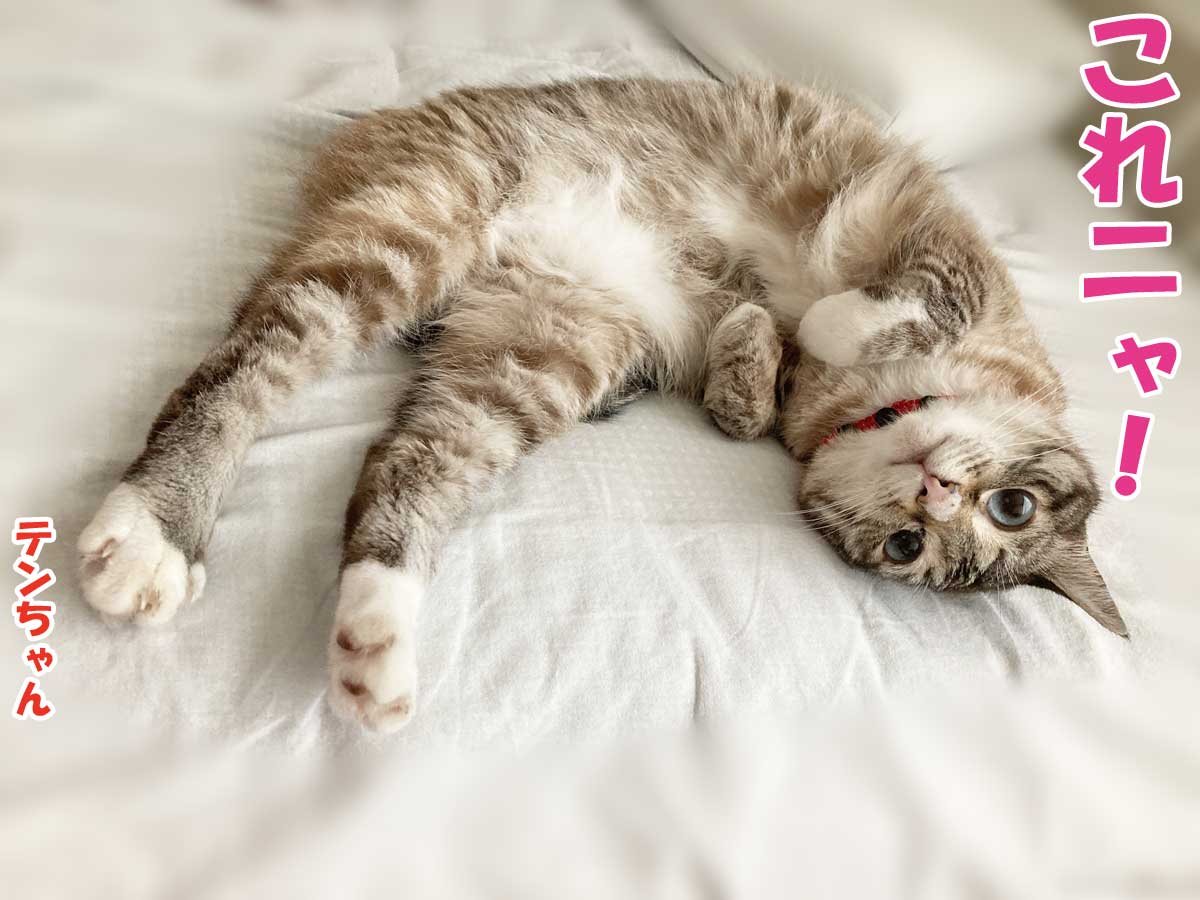 シャムミックスのテンちゃん