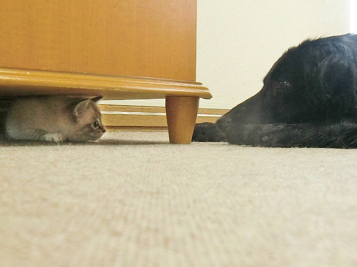 フラットコーテッドレトリーバーのココ姉ちゃん・子猫のテンちゃん