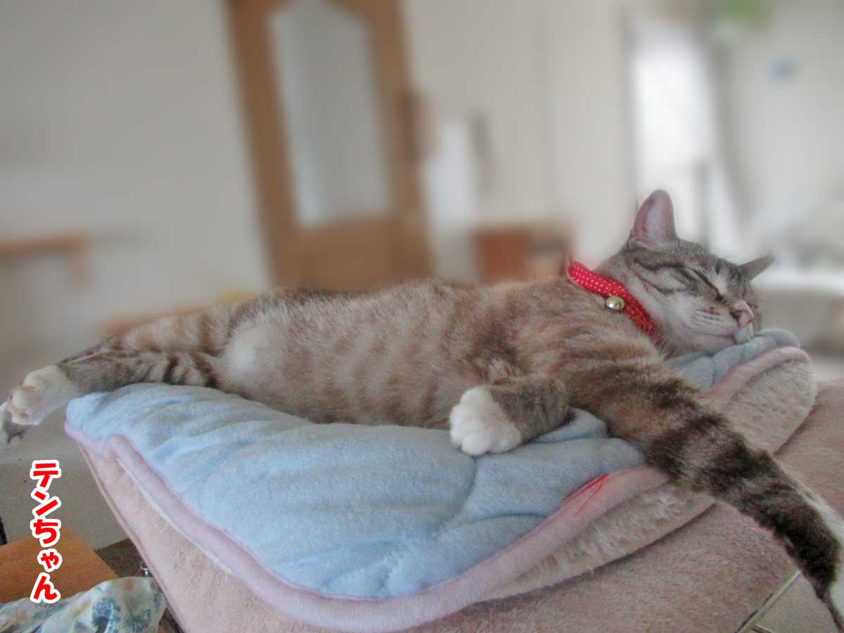 シャムミックスのテンちゃん