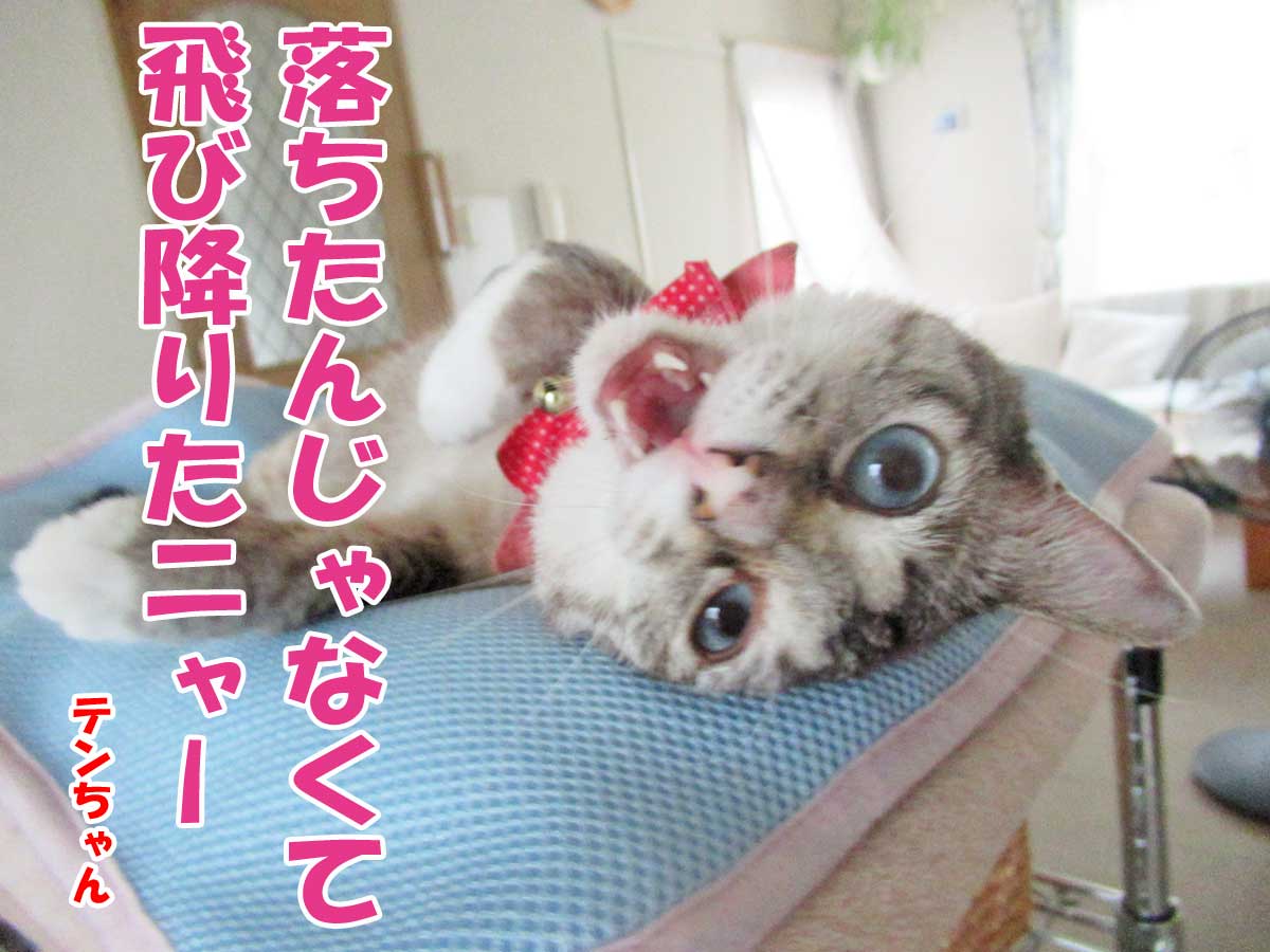 シャムミックスのテンちゃん