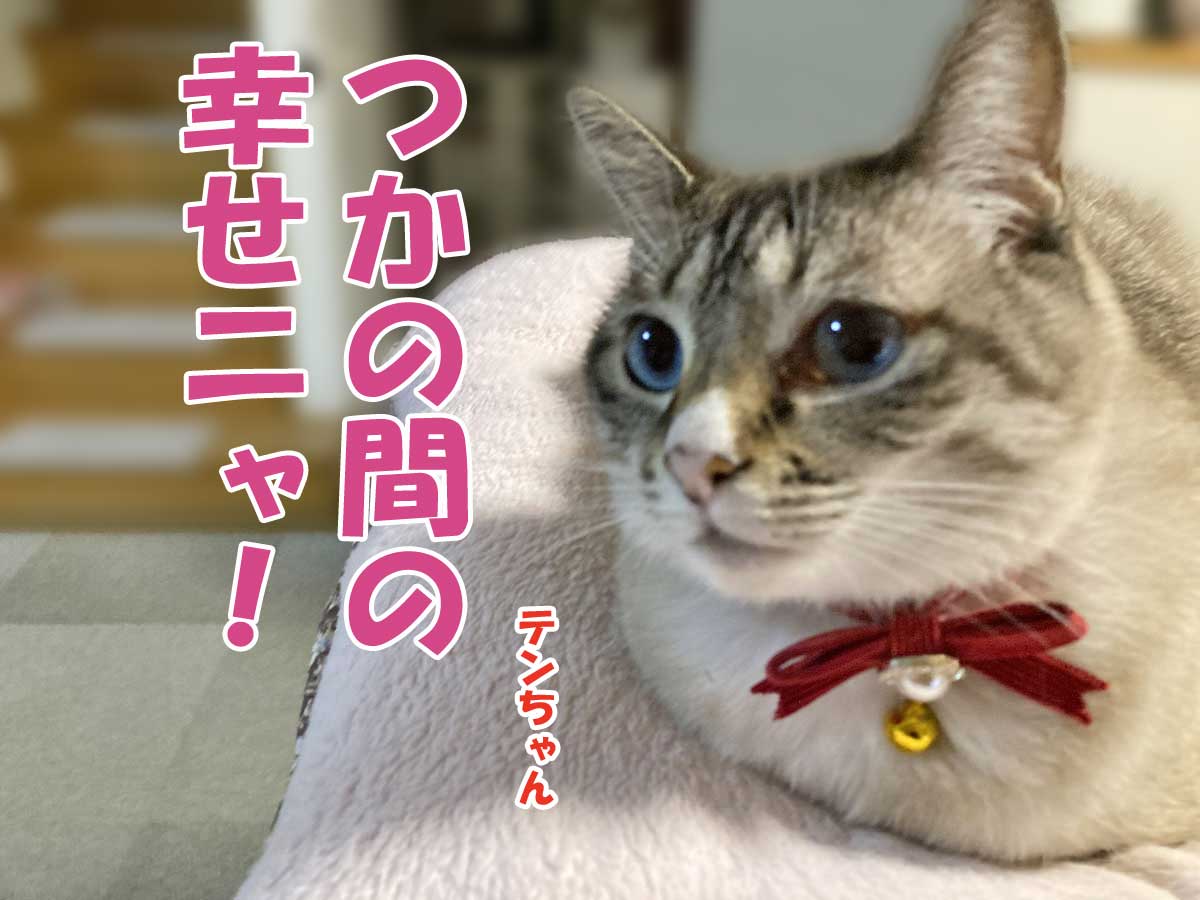 シャムミックスのテンちゃん