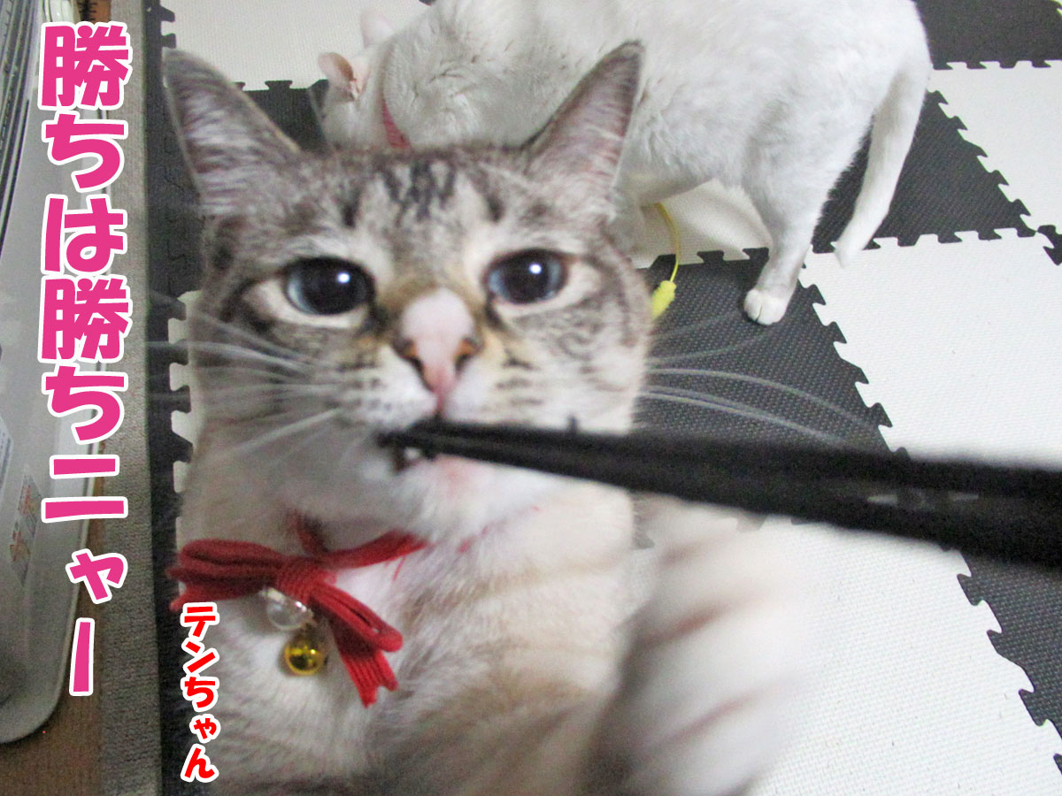 シャムミックスのテンちゃん