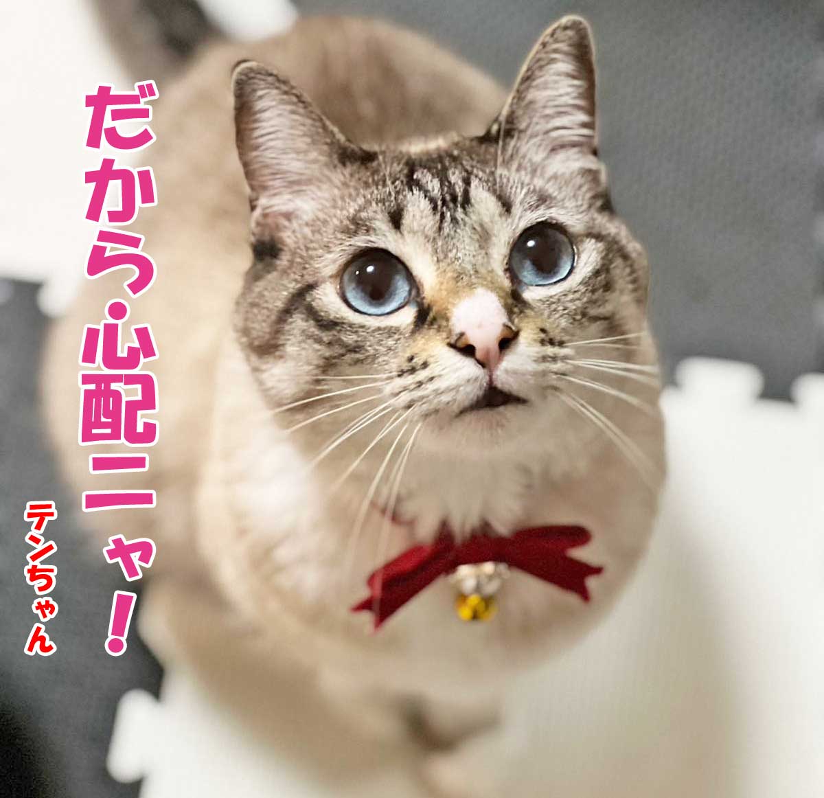 シャムミックスのテンちゃん