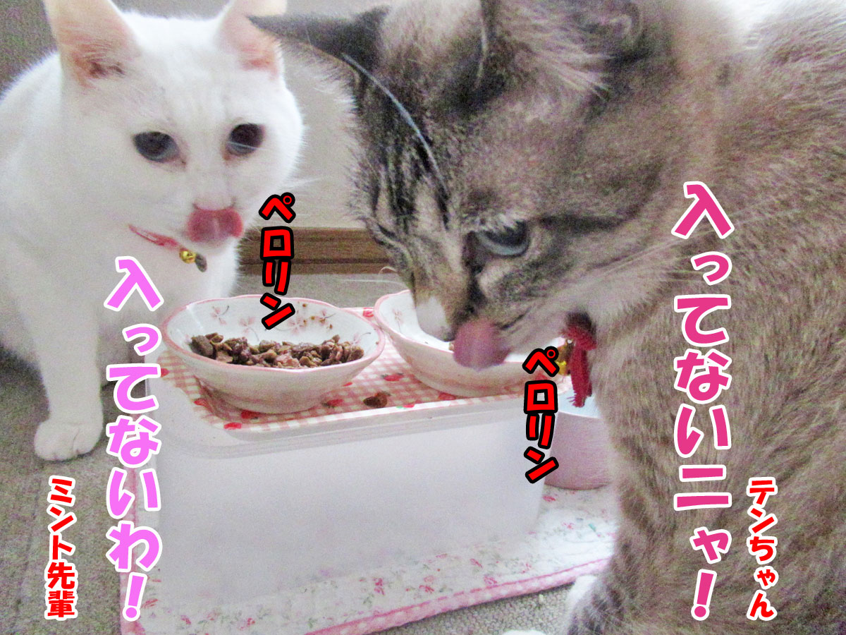 シャムミックスのテンちゃん・白猫ミントちゃん