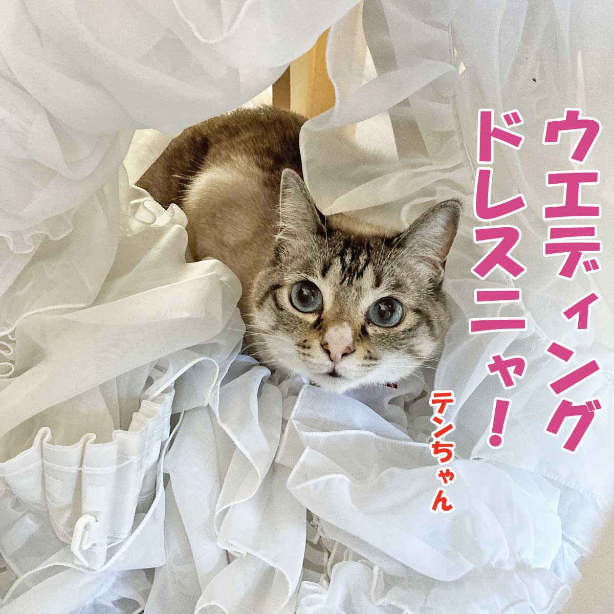 シャムミックスのテンちゃん