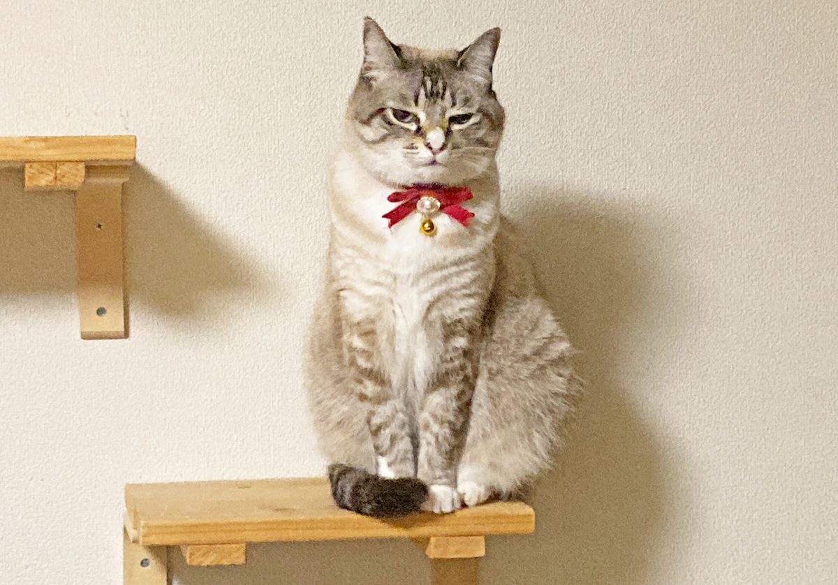 シャムミックスのテンちゃん