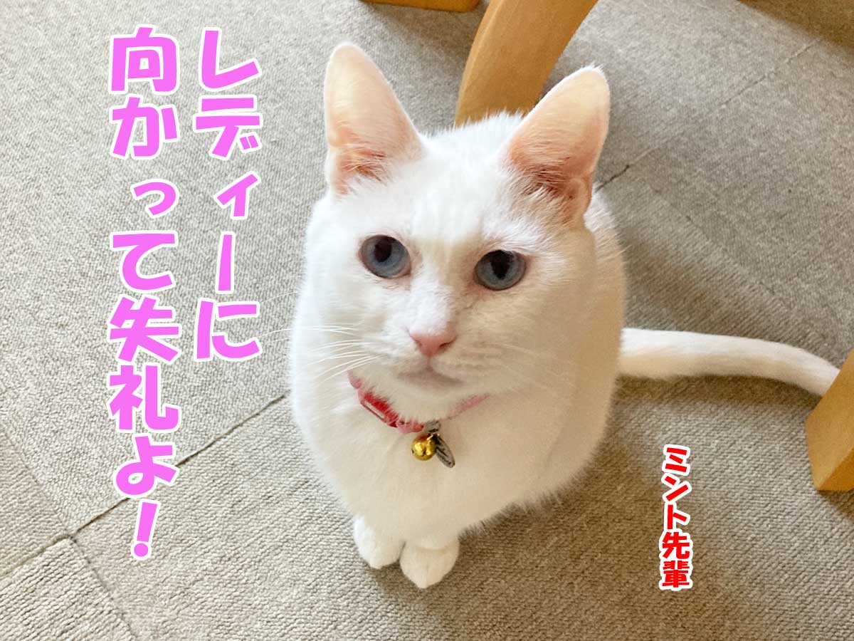 白猫ミント先輩