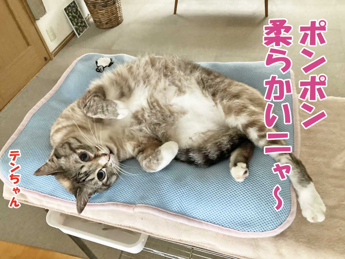 シャムミックスのテンちゃん