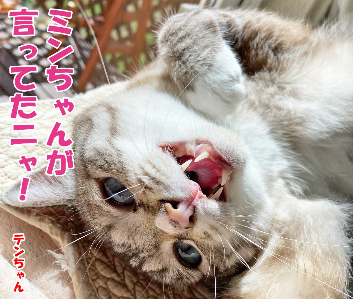 シャムミックスのテンちゃん