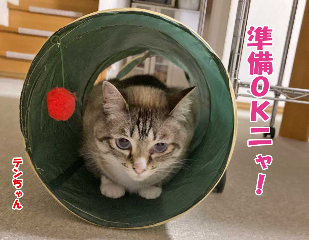 シャムミックスのテンちゃん