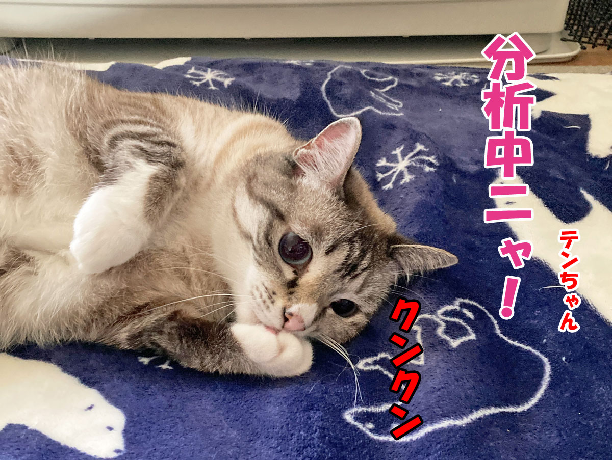 シャムミックスのテンちゃん