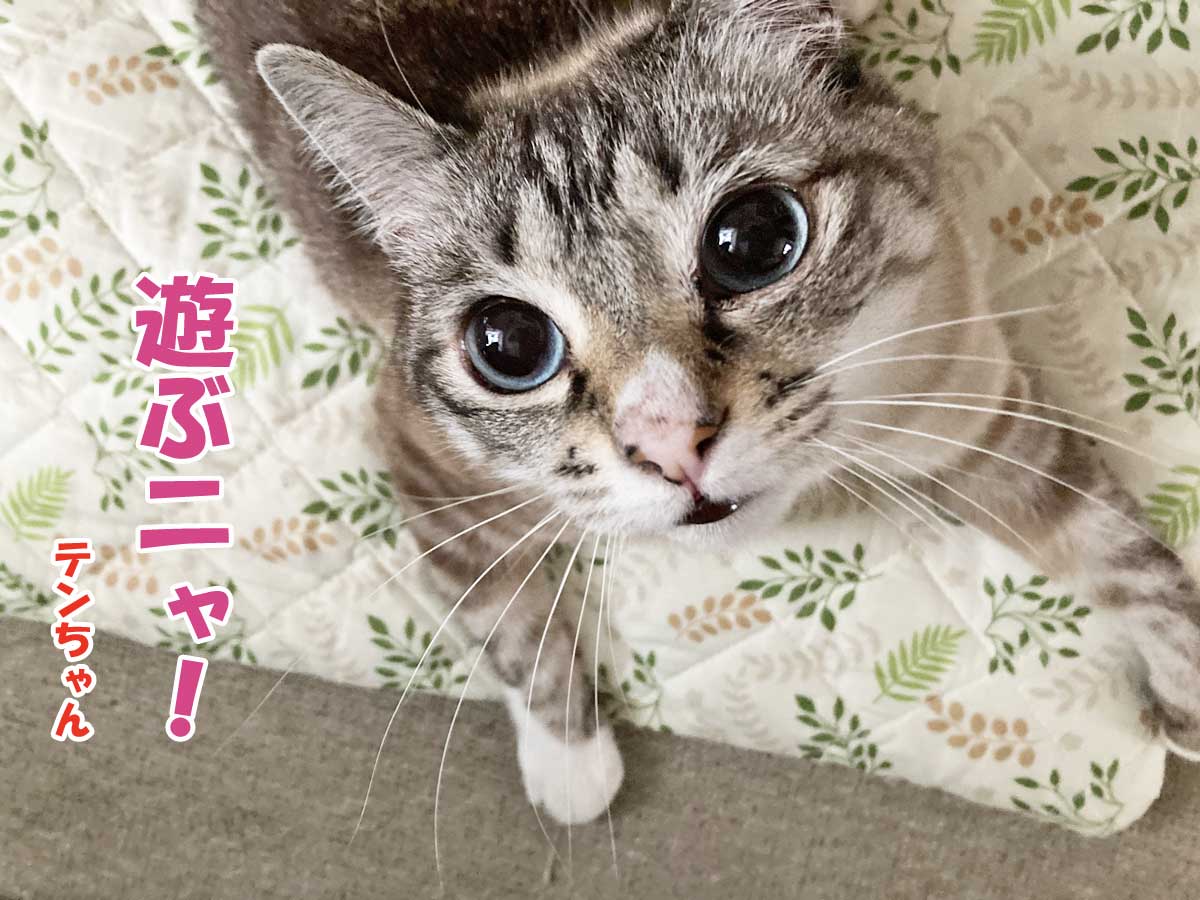 シャムミックスのテンちゃん